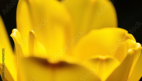 Bright yellow tulip macro shot with intense lighting, capturing the delicate curves of each petal 2