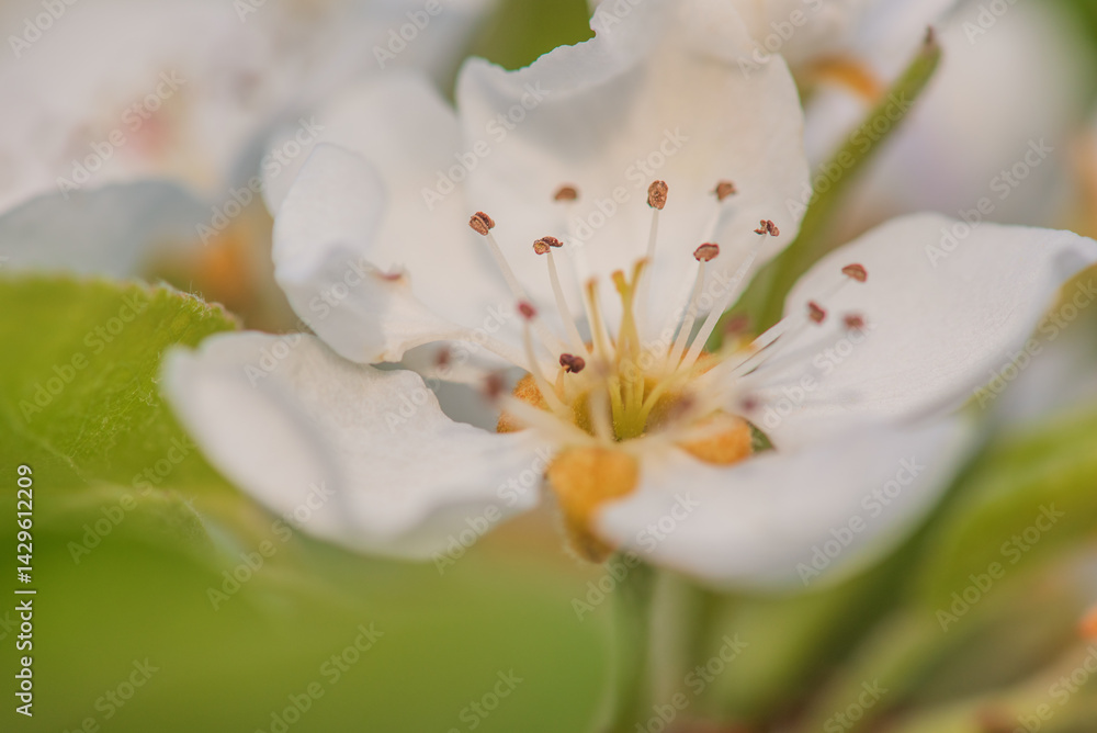 Obraz premium Flower on a fruit tree macro photo. Spring nature macro.