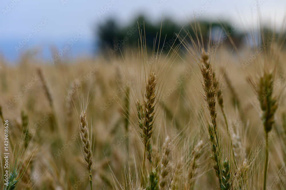 Close-up of ripe rye ears on a sunny day in Northern Cyprus. Close-up of ripe rye ears on a sunny day in Northern Cyprus.