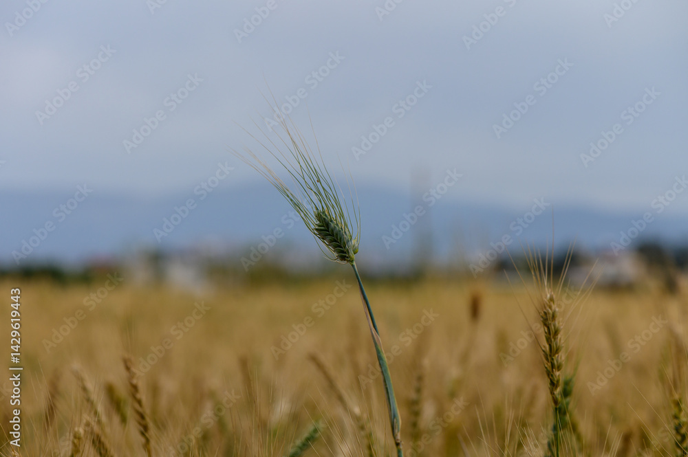Close-Up of Rye Against Sky, Northern Cyprus