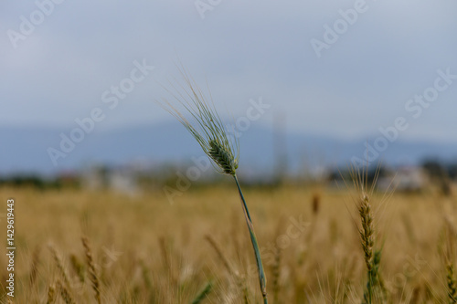 Obraz na płótnie Close-Up of Rye Against Sky, Northern Cyprus w salonie