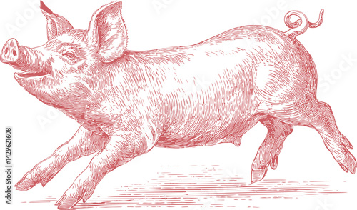 Detailed red sketch of a joyful pig leaping forward with a curly tail. Vector illustration