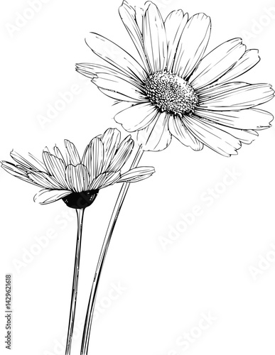 Black and white sketch of two daisies with detailed petals, natural illustration. Vector illustration