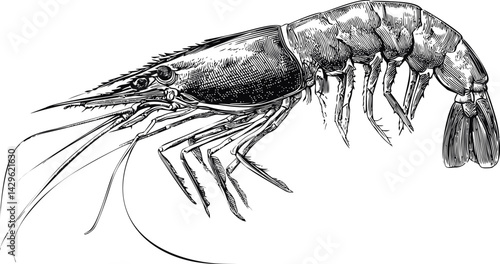 Detailed black and white illustration of a shrimp with intricate textures. Vector illustration