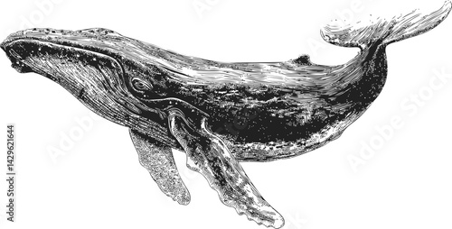 Intricate black and white illustration of a humpback whale, vintage engraving. Vector illustration