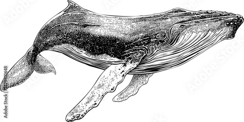 Intricate black and white humpback whale illustration with detailed textures. Vector illustration