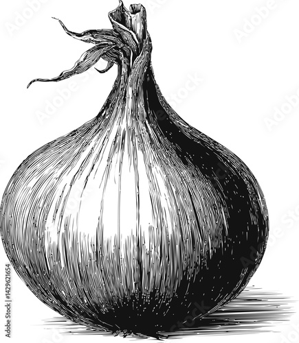 Detailed black and white drawing of an onion with intricate linework. Vector illustration