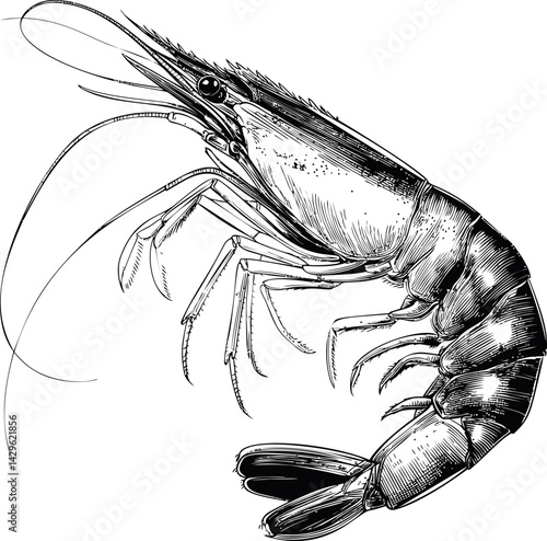 Black and white detailed illustration of a shrimp in side view. Vector illustration