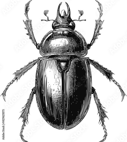 Detailed monochrome illustration of a beetle with intricate textures. Vector illustration