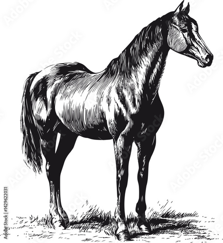 Black and white illustration of a standing horse with realistic shading. Vector illustration