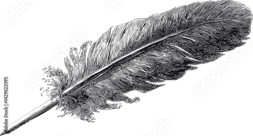 Detailed black and white illustration of a single feather with intricate lines. Vector illustration