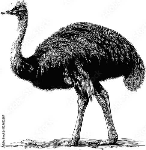 Detailed black and white illustration of an ostrich standing tall and majestic. Vector illustration