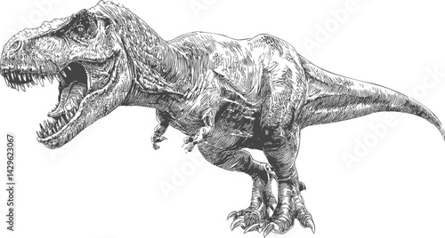 Detailed sketch of a roaring tyrannosaurus rex in black and white illustration. Vector illustration