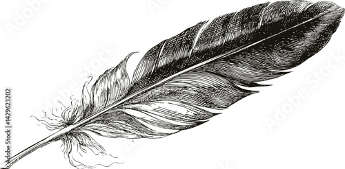 Detailed black and white drawing of a single feather illustration. Vector illustration