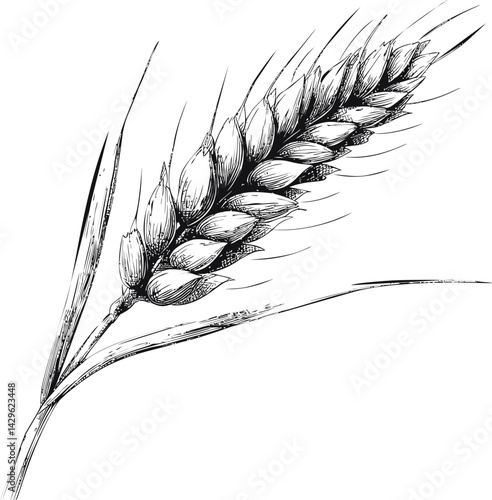 Detailed illustration of wheat ear in black and white sketch style, organic concept. Vector illustration