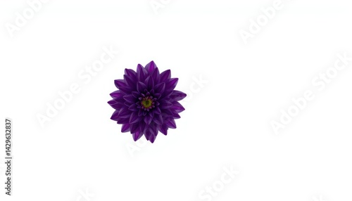 Close Up Of A Single Dark Purple Flower On White Background