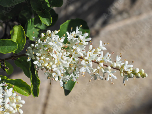 European privet or Ligustrum vulgare, creamy-white flowers with buds and leaves, close up. Ligustrum × ibolium or wild privet, deciduous shrub, flowering plant of the family Oleaceae, used for hedging