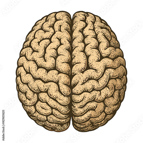 Vintage Anatomical Illustration of Human Brain – Top View