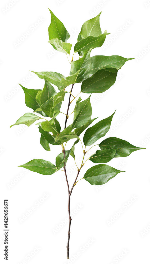 Fototapeta premium One green tree branch with leaves, isolated on a white background, png