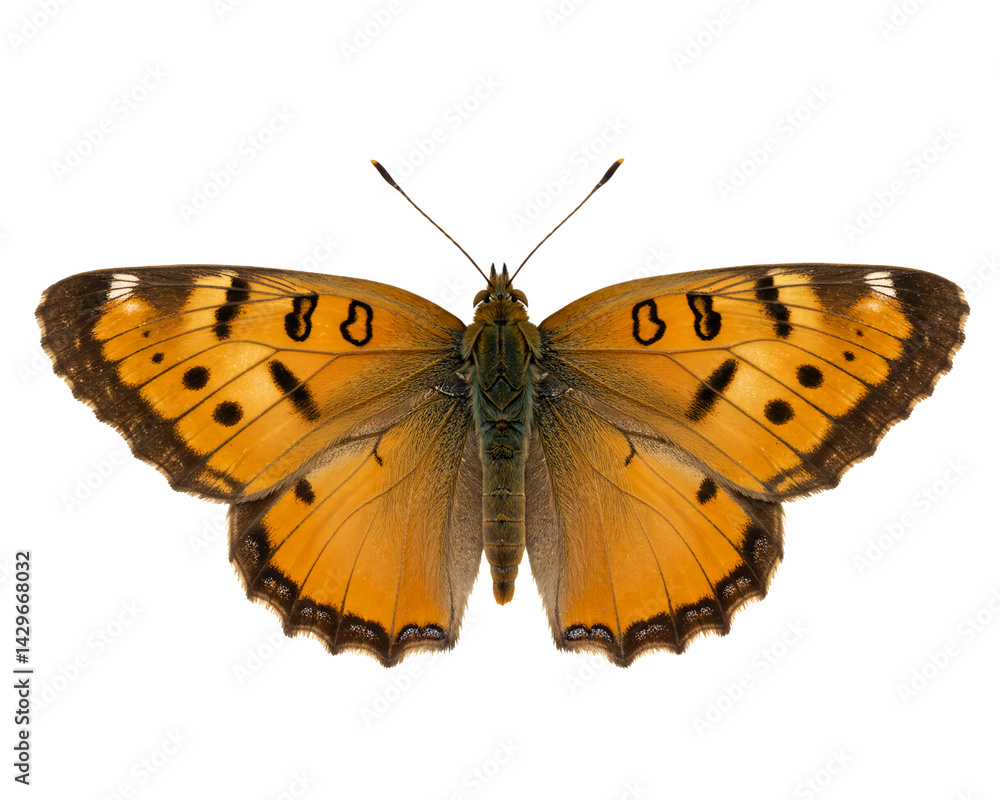 Fototapeta premium Butterfly Resting with Open Wings on Transparent Background