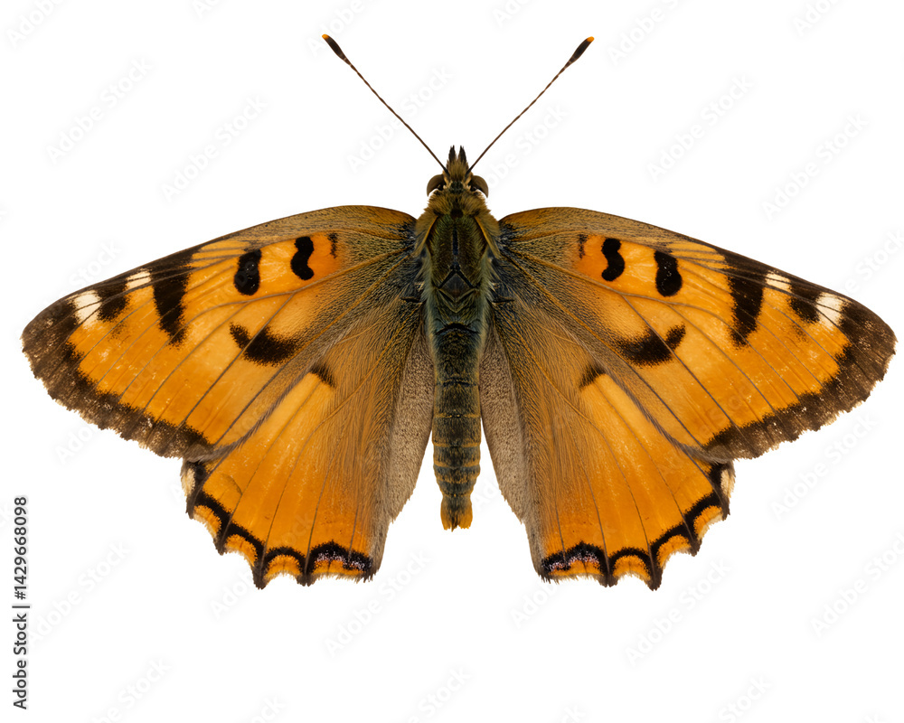 Naklejka premium Butterfly Spreading Wings on Transparent Background with Detailed Patterns