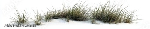 Coastal Grass Tuft on Sandy Soil
