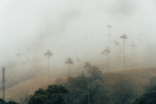 valle del cocora en Salento