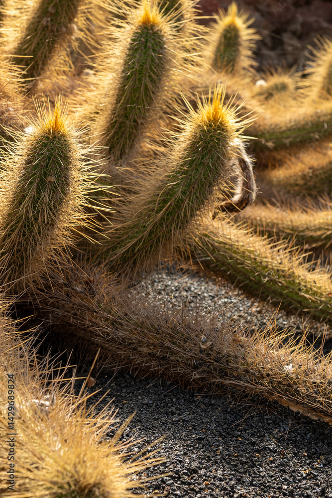 Cactus in the Cactus Garden created by Manrique, on the tourist island of Lanzarote in Spain in October 2024 in Spain