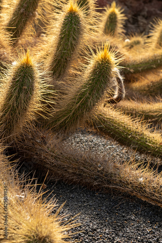Obraz na płótnie Cactus in the Cactus Garden created by Manrique, on the tourist island of Lanzarote in Spain in October 2024 in Spain w salonie