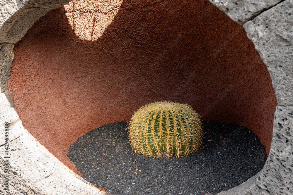 Cactus in the Cactus Garden created by Manrique, on the tourist island of Lanzarote in Spain in October 2024 in Spain