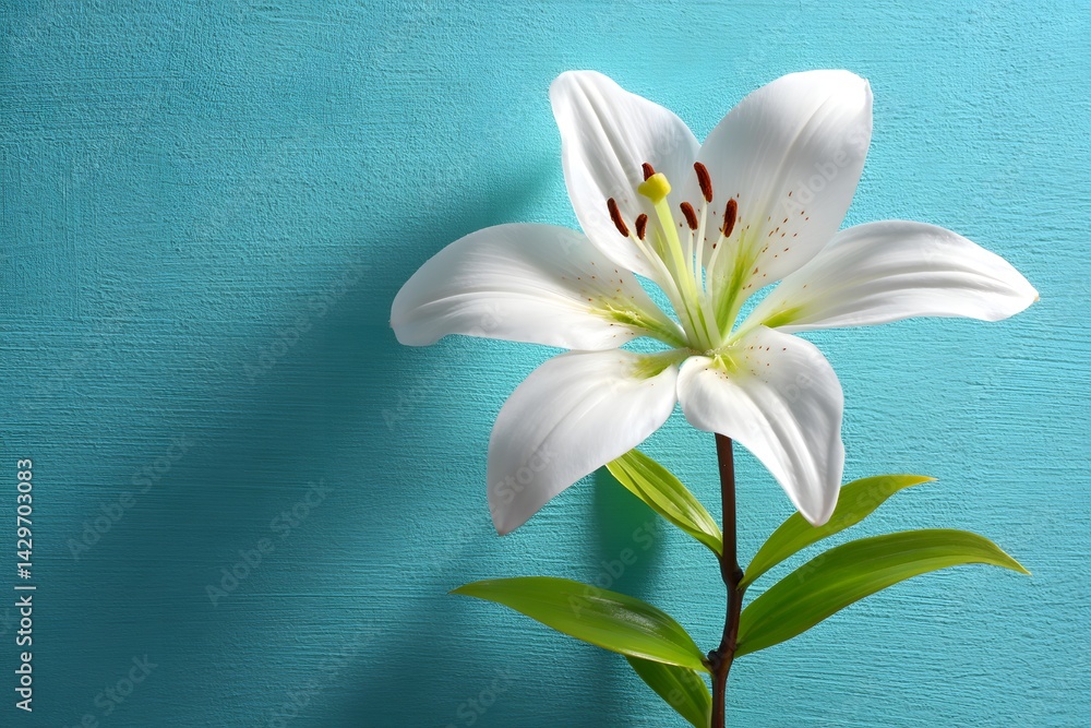 Fototapeta premium A soft white lily on a baby blue background