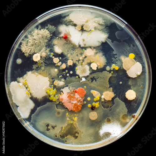 Petri dish filled with several cultures of bacteria. Scientific research into the dangers of germs, bacterial infections, and deadly diseases.