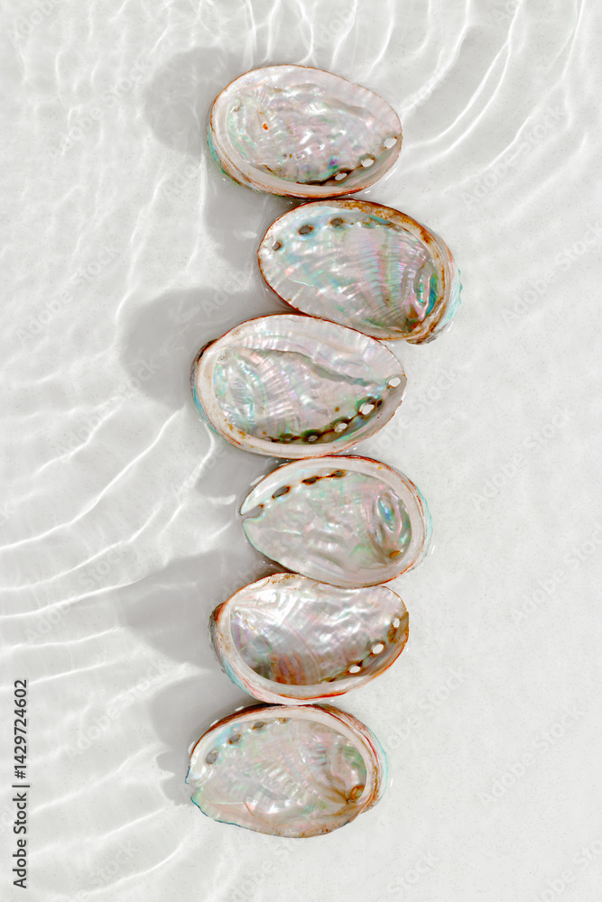 Set of abalone seashells floating on clear white water with sun glare and waves. Shells of natural iridescent and rough textures. Minimal style top view pattern sea ocean life background, copy space
