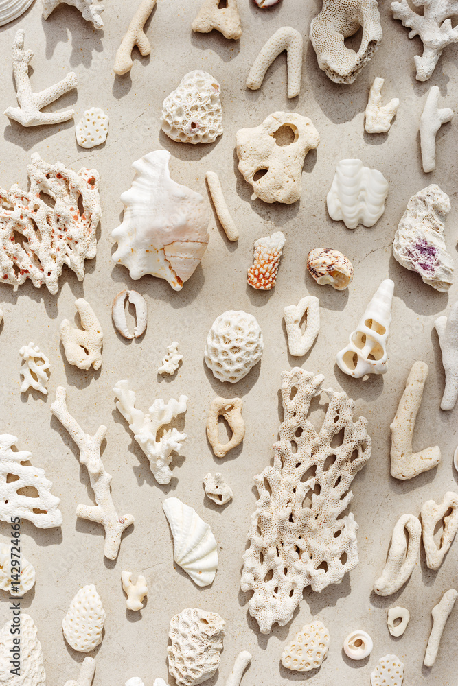 Seashells and corals as minimal pattern. Vertical layout of found shell and coral on ocean shore. Summer relahation concept, beach vibes. Top view nature background, neutral white beige tones gradient