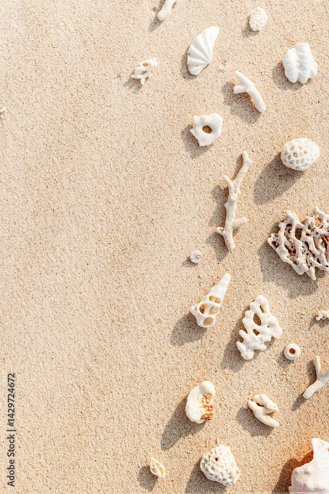 Seashells and coral on Beach Sand at sunlight, outdoor nature photo from variety of white shells and coral pieces scattered on light beige sandy sea shore, minimal monochrome environment flatly