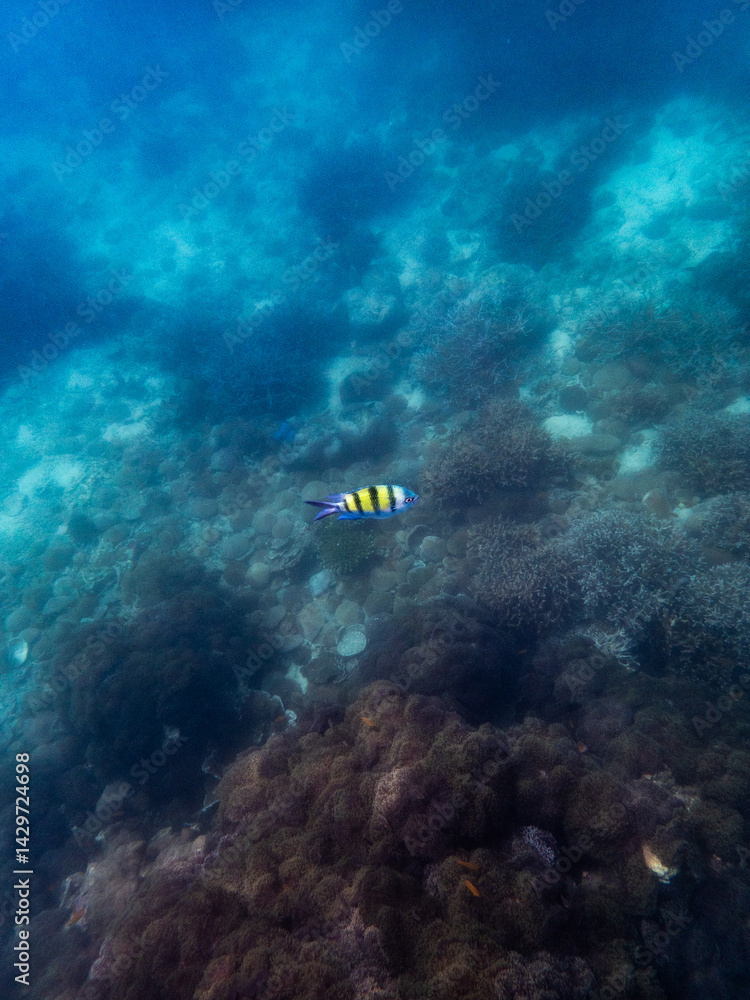 Naklejka premium Fish under myanmar sea