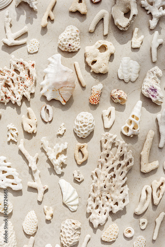 Obraz na płótnie Seashells and corals as minimal pattern. Vertical layout of found shell and coral on ocean shore. Summer relahation concept, beach vibes. Top view nature background, neutral white beige tones gradient w salonie
