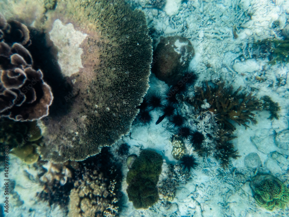 Fototapeta premium Brown reef and fish under myanmar sea