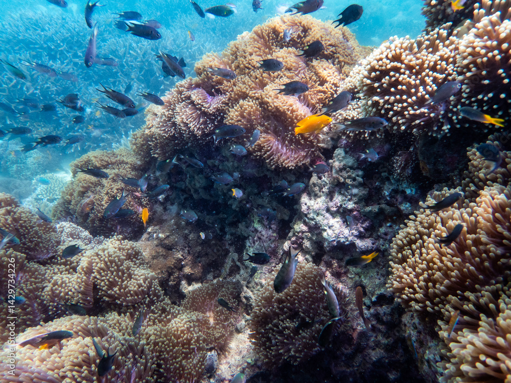 Naklejka premium Brown reef and fish under myanmar sea