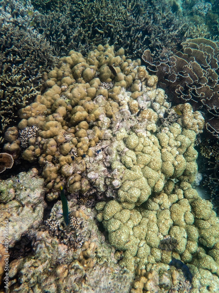 Brown reef and fish under myanmar sea Brown reef and fish under myanmar sea