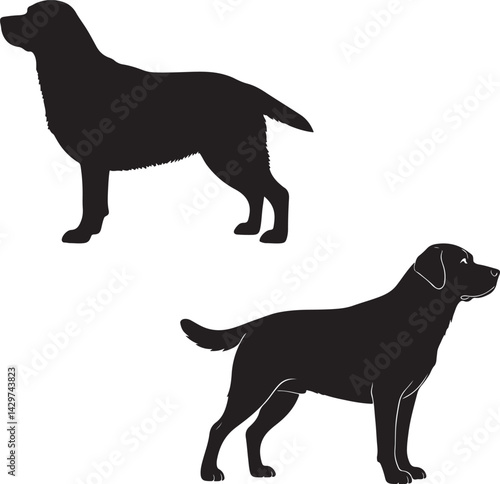 Labrador Retriever Silhouette on White Background