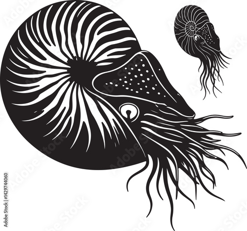 Nautilus Silhouette on White Background