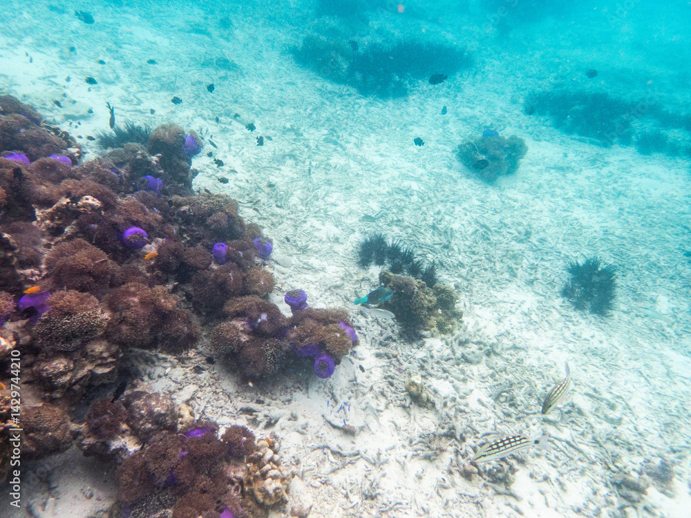 Fototapeta premium Sea anemone under myanmar sea