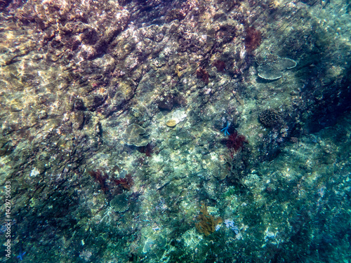 Cliff reef under the sea in Myanmar