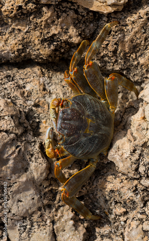 Grapsus albolineatus is a species of decapod crustacean in the family Grapsidae. Crab, on a reef rock. Fauna of the Sinai Peninsula. Grapsus albolineatus is a species of decapod crustacean in the family Grapsidae. Crab, on a reef rock. Fauna of the Sinai Peninsula.