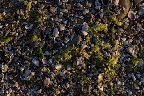 Shells of deceased bivalves. The coastline of the Black Sea is abundantly covered with shells.