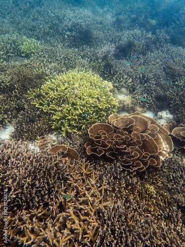 Coral reef under the Myanmar sea