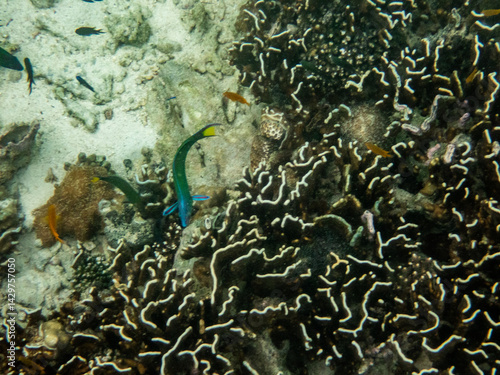 Coral reef under the Myanmar sea