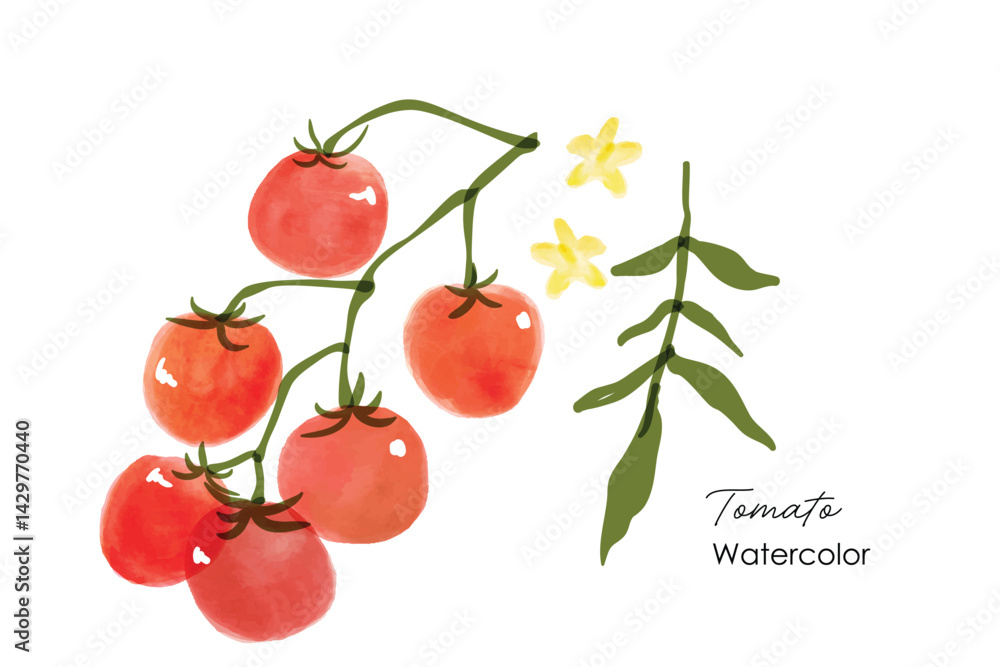 Obraz premium Set of red tomatoes watercolor. Fresh tomatoes, watercolor painting illustration. Watercolor red cherry tomatoes with flower and leaves