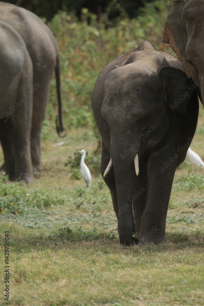 Fototapeta premium Beautiful Tuskers and Elephants in Kaudulla National Park, Sri Lanka 